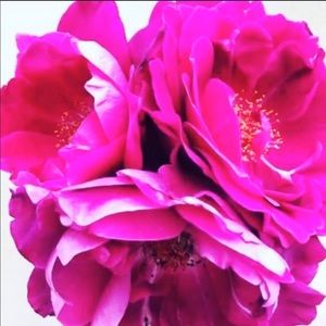 Meet your Posher, Kanava